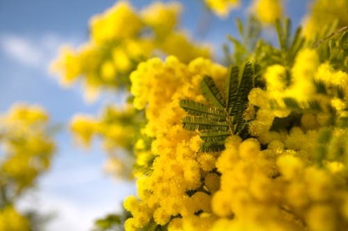 /Mimose