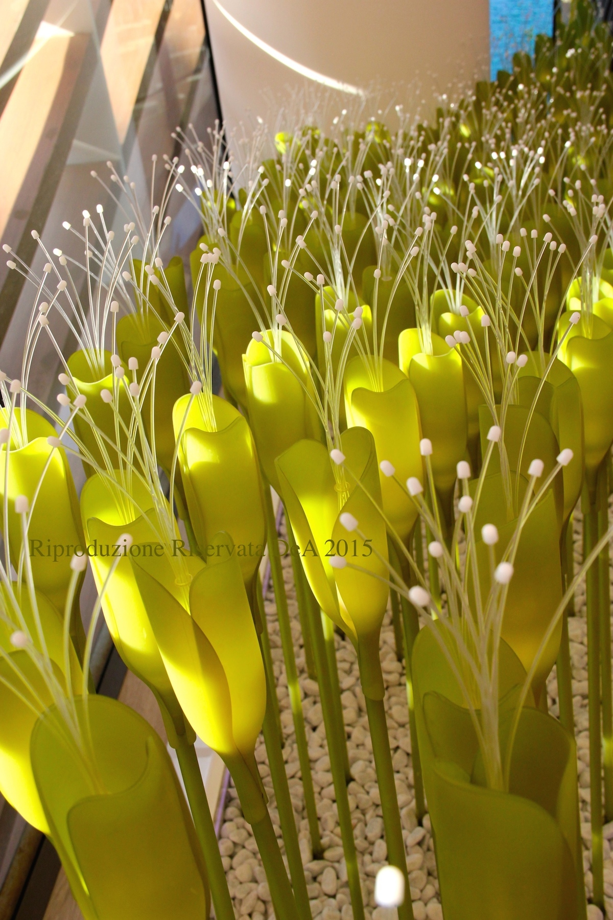 Tulipani.jpg